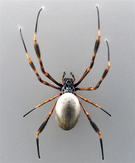 golden orb spider identification.